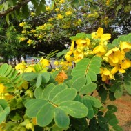 Siminichia-Cassia angustifolia