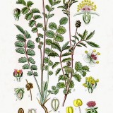 Sorbestrea-Sanguisorba minor