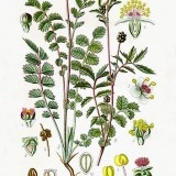 Sorbestrea-Sanguisorba minor - Img 4