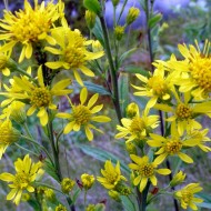 Splinuta-Solidago Virgaurea