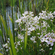 Stupitul Cucului-Cardamine Pratensis