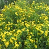 Sunatoare-Hypericum perforatum - Img 1