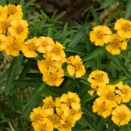 Tarhon Mexican-Tagetes Lucida - Img 2