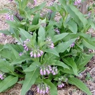 Tataneasa-Symphytum officinale - Img 1