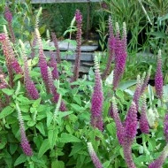 Teucrium hyrcanicum Purple Tails - Img 6