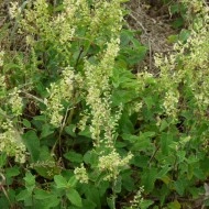 Teucrium scorodonia-Wood Sage - Img 4
