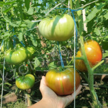Tomate Ananas Black