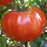 Tomate BG Fantasy