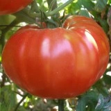 Tomate BG Fantasy