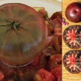 Tomate Black from Tula
