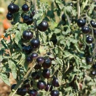 Tomate cherry Indigo Rose - Img 6