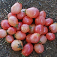 Tomate cherry Pink Thai Egg