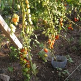 Tomate cherry prunisoara Milla