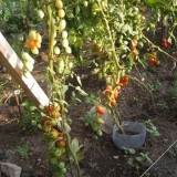 Tomate cherry prunisoara Milla - Img 3