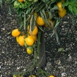 Tomate Lemon Tree - Img 2
