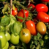 Tomate Rio Grande
