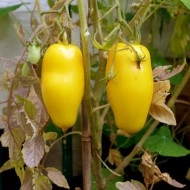 Tomate Roman Candle - Img 2
