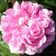 Trandafir de dulceata Jaques Cartier