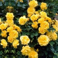Trandafir Golden Showers - Img 2