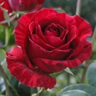Trandafir Red Intuition