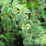 Unguras-Marrubium vulgare