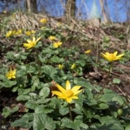 Untisor-Ficaria Verna - Img 7