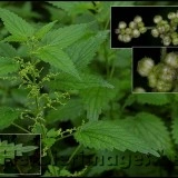 Urzica-Urtica dioica - Img 6