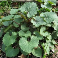 Usturoita-Alliaria Petiolata