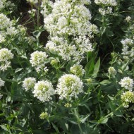 Valeriana alba-Centranthus ruber