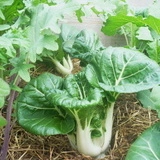 Varza chinezeasca Pak Choi
