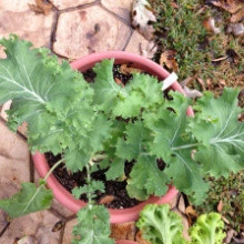 Varza Siberian Kale - Img 2