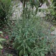 Verbena Officinalis - Img 6