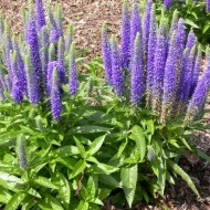 Veronica Spicata blue