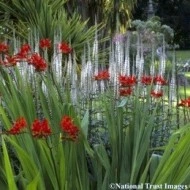 Veronicastrum virginicum