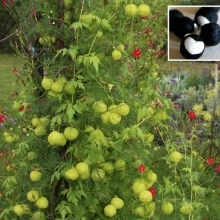 Vita de balon-Cardiospermum halicacabum