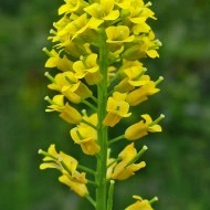 Winter Cress-Barbarea Vulgaris - Img 4