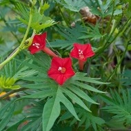 Zorele-Ipomoea Multifida Cardianal Climber Red