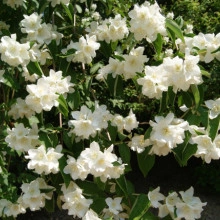  Iasomie Philadelphus Belle Etoile - Img 4