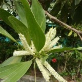 Acacia Mangium - Img 1