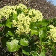 Alexanders-Smyrnium Olusatrum - Img 1
