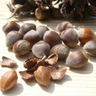 Alun-Corylus avellana