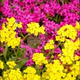 Alyssum saxatile Gold - Img 2