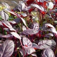 Amaranthus Red Army