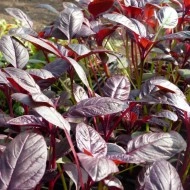 Amaranthus Red Army - Img 5