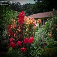 Amaranthus tricolor Early Splendor