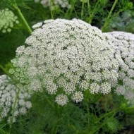 Ammi Visnaga-Marar salbatic - Img 4