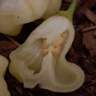 Ardei iute Aji White Fantasy