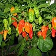 Ardei iute Bhut Jolokia - Img 2