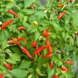 Ardei iute Thai Chili