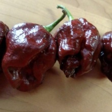 Ardei iute Trinidad Scorpion Moruga Chocolate